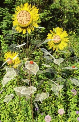 vos plus beaux tournesols