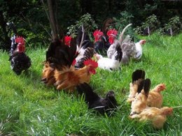 Etes-vous propriétaire de poules ?