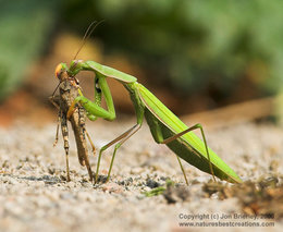 connaissez vous le mantis