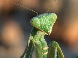 connaissez vous le mantis