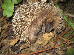 H&eacute;risson