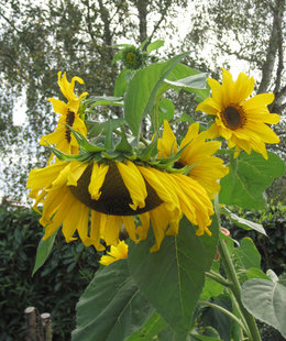 vos plus beaux tournesols