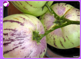 Poire-melon ou Melon-poire - Solanum muricatum