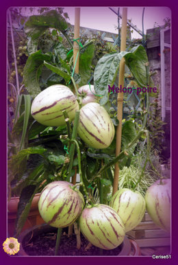 Poire-melon ou Melon-poire - Solanum muricatum