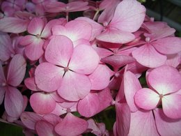 Hortensia fleuri