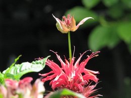 une rose à deux coeurs