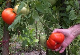 Effeuillez-vous les pieds de tomates pour qu'elles mûrissent ?