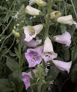 Qui suis-je / plante mystère n°14 ?