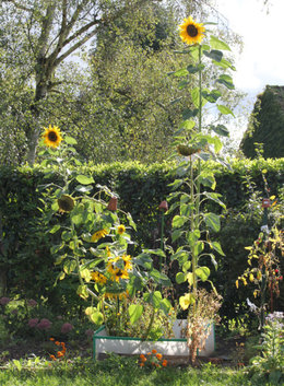 vos plus beaux tournesols