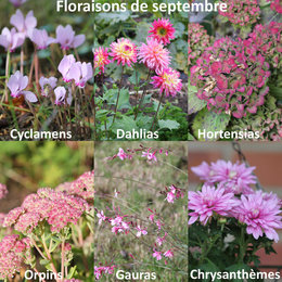 Floraisons de septembre