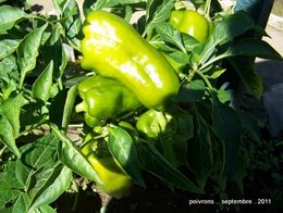 Poivron - Capsicum annuum