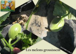 Les melons