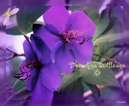 Tibouchina urvilleana - Tibouchine