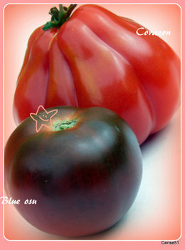 Tomate 'Coeur de Boeuf'