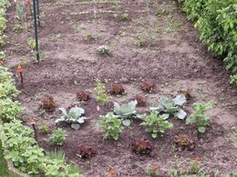 Evolution du potager de jardinier-amateur : de 2005 à 2011