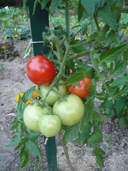 Mes premières tomates