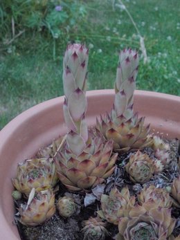 Sempervivum tectorum - Joubarbe