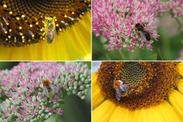 Septembre, insectes au jardin