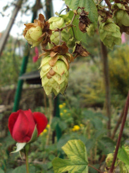 Houblon - Humulus lupulus