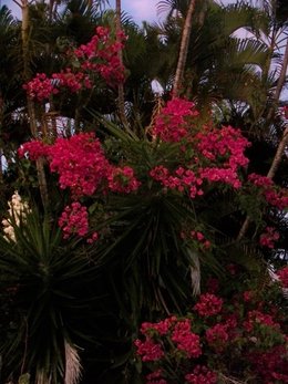 Bougainvillée - Bougainvillea - Bougainvillier