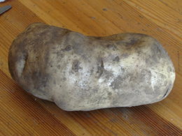 trés grosse patate