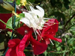 Bougainvillée - Bougainvillea - Bougainvillier