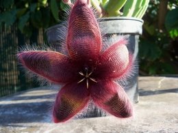 stapelia hirsuta