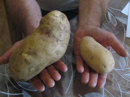 trés grosse patate