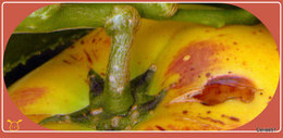 Poire-melon ou Melon-poire - Solanum muricatum