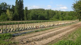 TOMATES : L'HEURE APPROCHE !