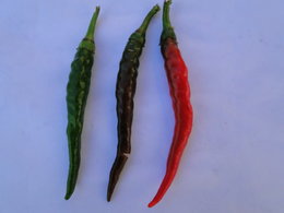 Pourquoi du noir apparait sur la peau de certains piments ? Je suis dans le 17.