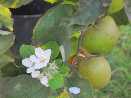 pommier en fleur