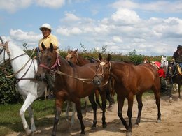 les cheveaux et le polo