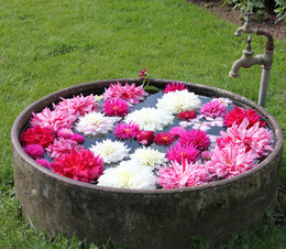 Mini-bassin fleuri