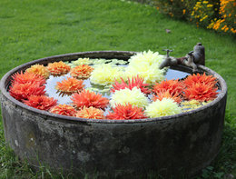 Mini-bassin fleuri