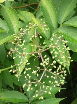 Qui suis-je / plante mystère n°15 ?