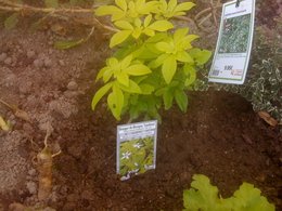 Quelles plantes dans un massif au nord?