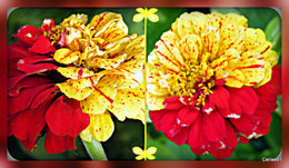 Zinnia bicolore . . . 