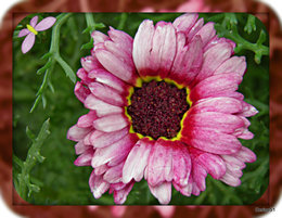 Chrysanthème à carène . . . 