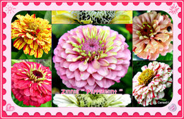 Zinnia 