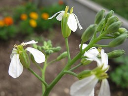 Qui suis-je / plante mystère n°16 ? 