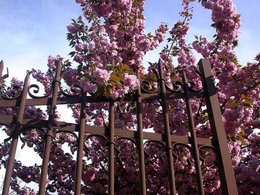 cerisier fleurs 