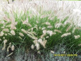 Pennisetum villosum