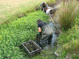 Plantes invasives