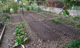 Faut-il semer de l'engrais vert dans le potager ?