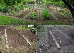 Faut-il semer de l'engrais vert dans le potager ?