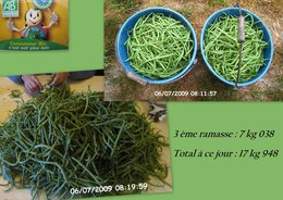 3ème RECOLTE DE HARICOTS VERTS