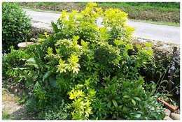 Quelles plantes dans un massif au nord?