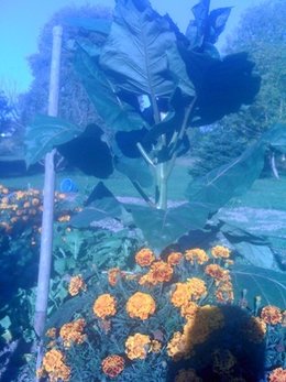 connaissez-vous l'arbre à tomate?