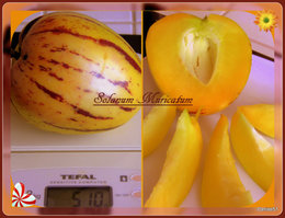 Poire-melon ou Melon-poire - Solanum muricatum